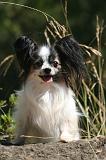 EPAGNEUL PAPILLON 181